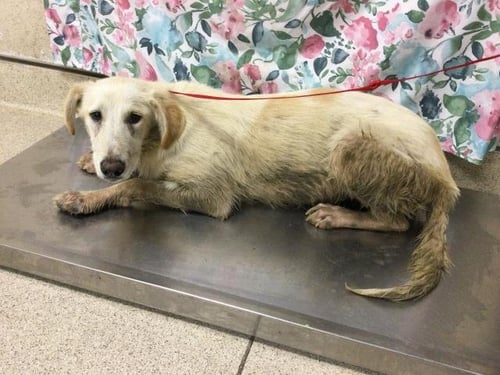 JEWEL - Labrador Retriever available for adoption