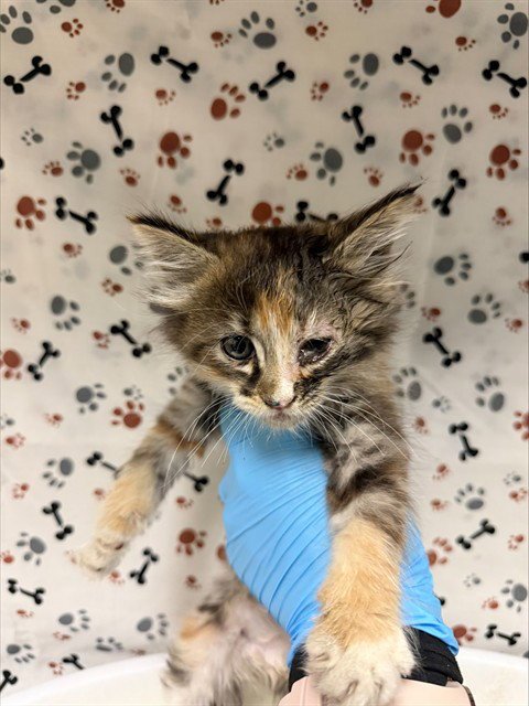 SERAPHINA - Domestic Long Hair available for adoption
