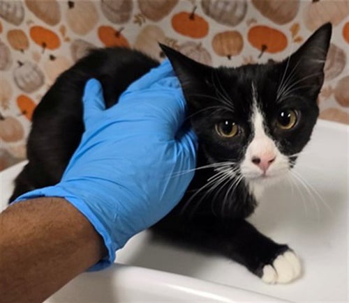 MICKEY ONE - Domestic Short Hair available for adoption