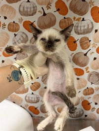 MUFFIN - Photo 1