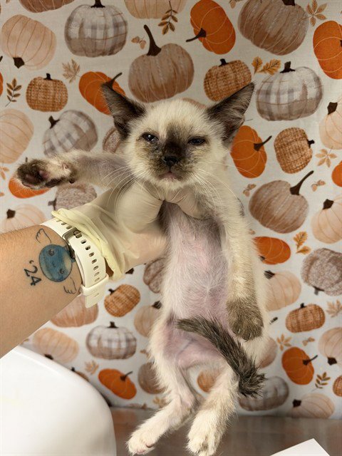 MUFFIN - Domestic Short Hair available for adoption
