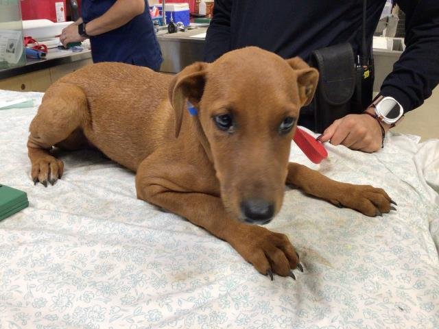 MIKE - Rhodesian Ridgeback available for adoption