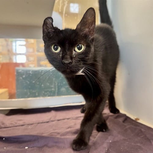 LADY - Domestic Short Hair available for adoption