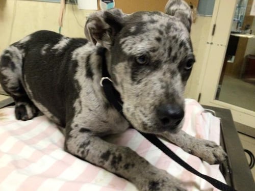 GUAPO - Pit Bull Terrier available for adoption