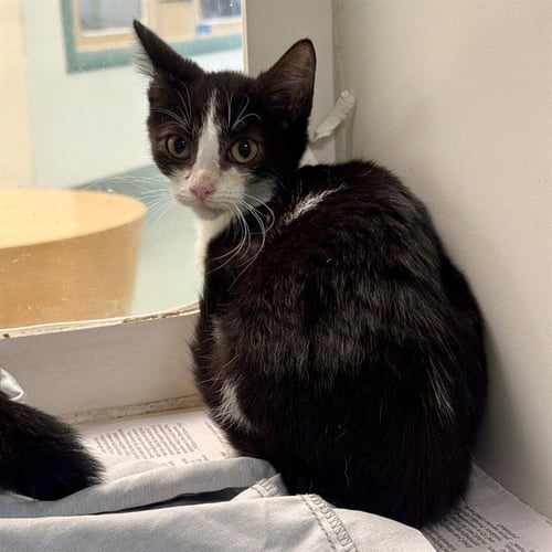 MIKASA - Domestic Short Hair available for adoption