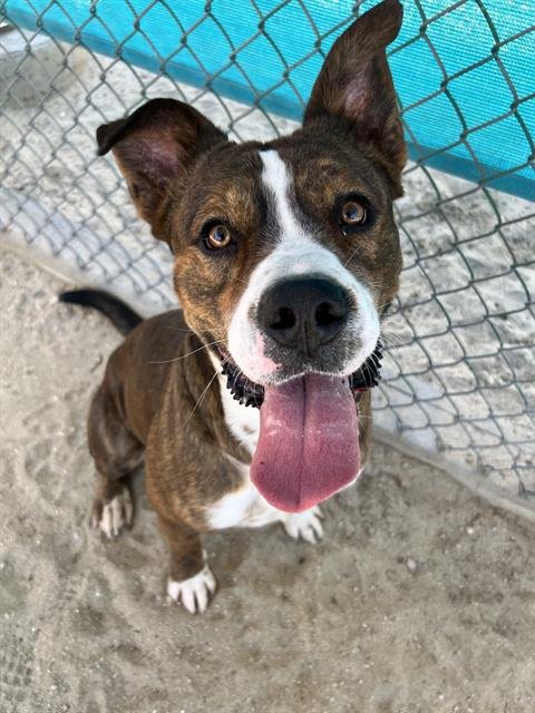 TATER - Pit Bull Terrier available for adoption