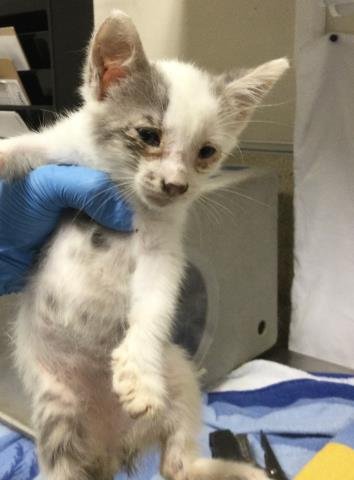 BELL - Domestic Short Hair available for adoption