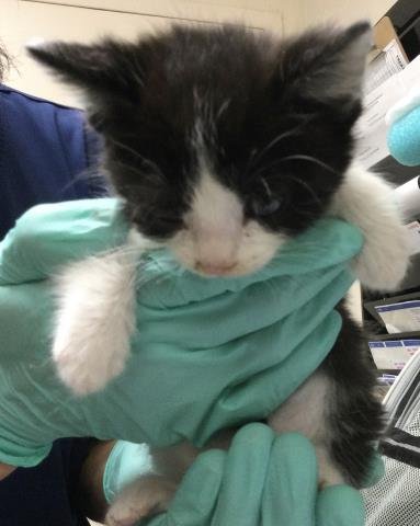 FOIN - Domestic Short Hair available for adoption