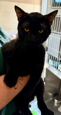 BAGHEERA - Photo 1