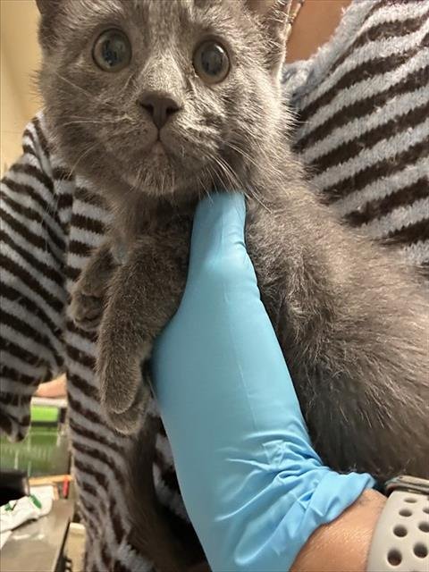 ASH - Domestic Short Hair available for adoption