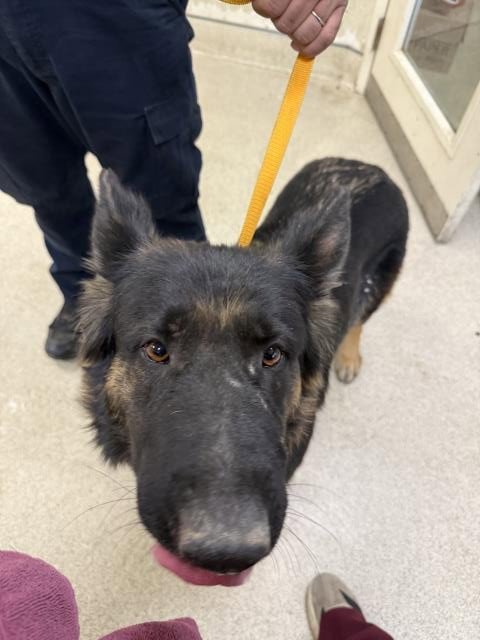 MAY - German Shepherd Dog available for adoption