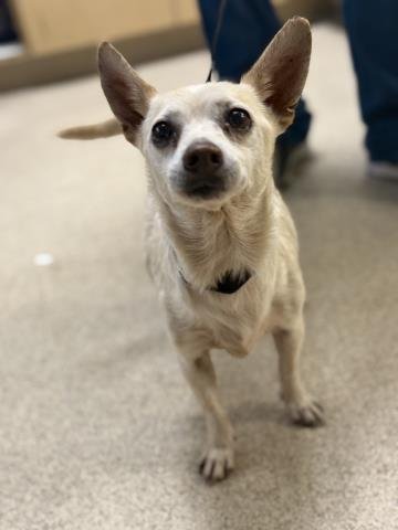 A1926875 - Chihuahua available for adoption