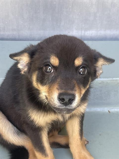 DASH - Pembroke Welsh Corgi available for adoption