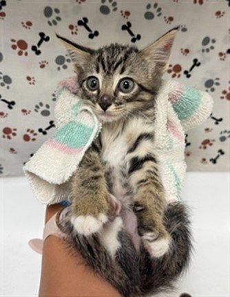 A1934681 - Domestic Short Hair available for adoption