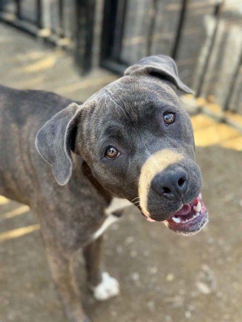 MULAN - Pit Bull Terrier available for adoption
