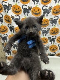 FRANKIE - Photo 1