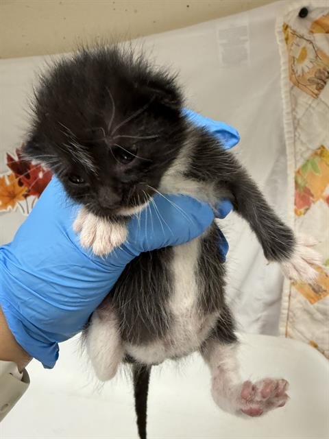 ROMINA - Domestic Short Hair available for adoption