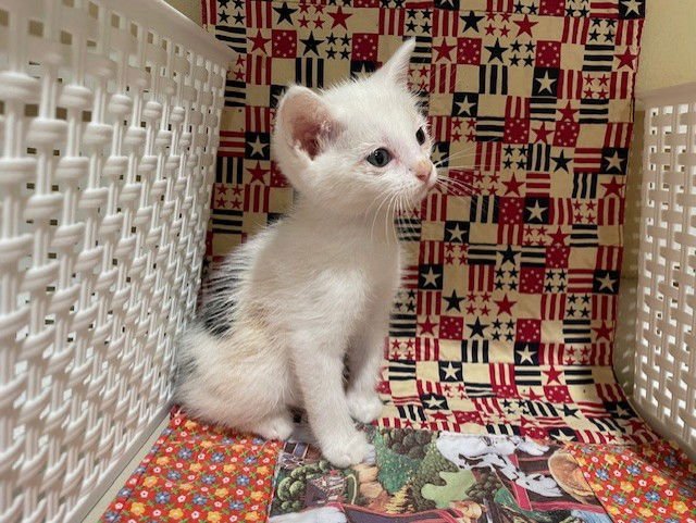 LEAF - Domestic Short Hair available for adoption