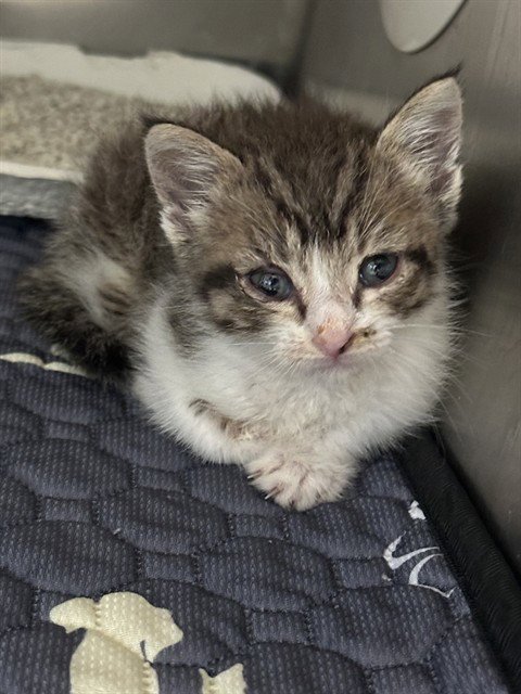 RENTON - Domestic Short Hair available for adoption