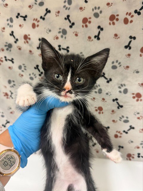 LUCY - Domestic Short Hair available for adoption