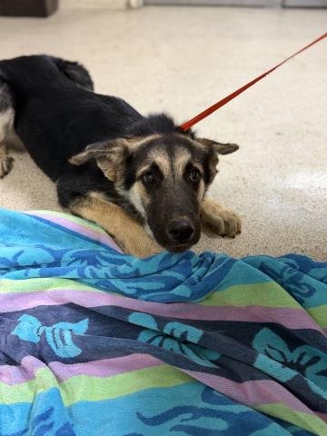 A1935313 - German Shepherd Dog available for adoption