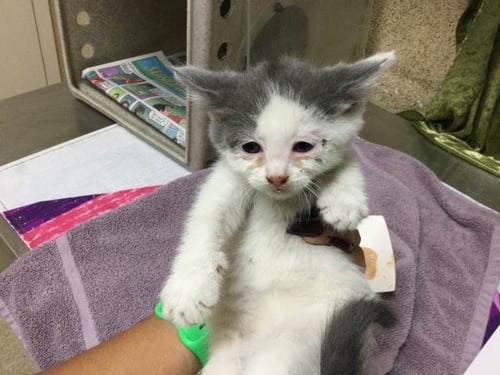 COLE - Domestic Short Hair available for adoption