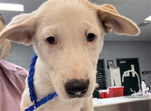 JUSTIN - Labrador Retriever available for adoption