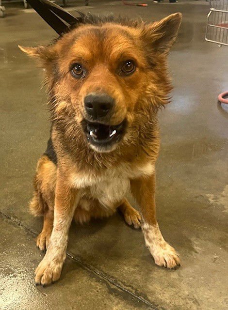 ROGAN - German Shepherd Dog available for adoption