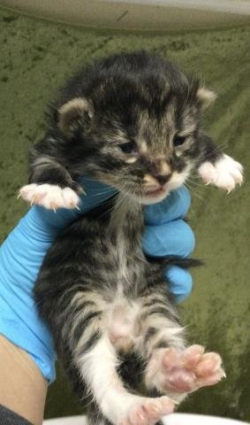 A1908162 - Domestic Short Hair available for adoption