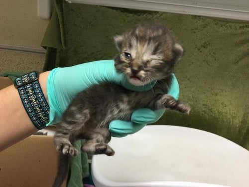 A1913074 - Domestic Short Hair available for adoption