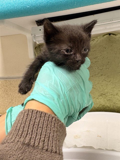 SALEM - Domestic Short Hair available for adoption