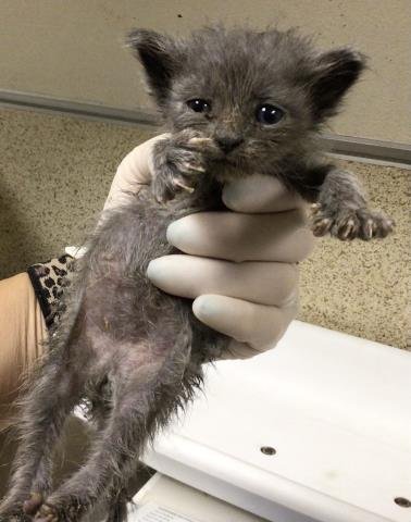 GLIZZY - Domestic Short Hair available for adoption