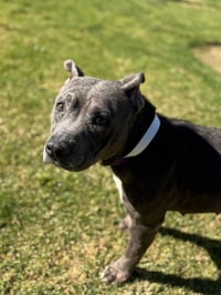 LAILA - Photo 1