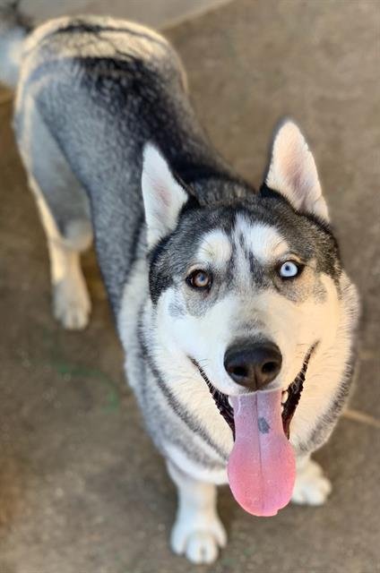 RICK - Siberian Husky available for adoption