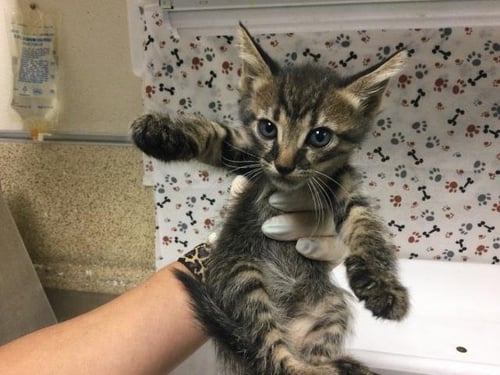 BIRDIE - Domestic Short Hair available for adoption