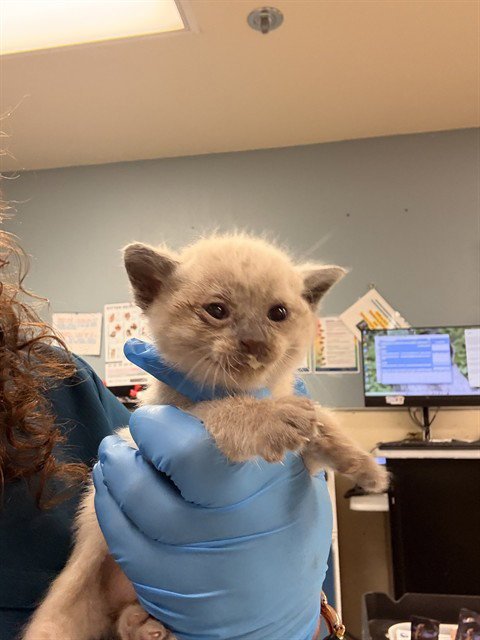 RON - Domestic Short Hair available for adoption