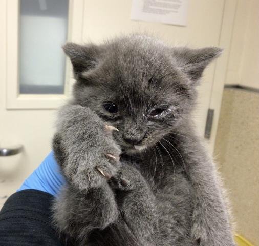 PIXIE - Domestic Short Hair available for adoption