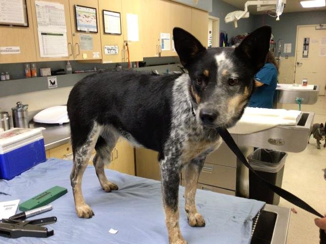 RELISH - Australian Cattle Dog/Blue Heeler available for adoption