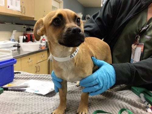 A1916950 - Terrier available for adoption