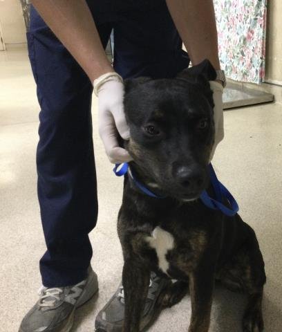 DOLLY - Dutch Shepherd available for adoption