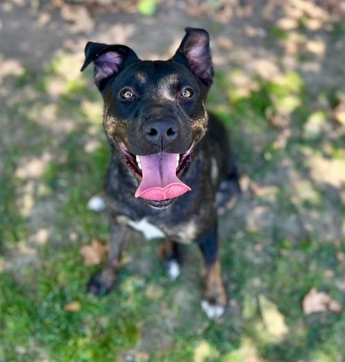 DOLLY - Dutch Shepherd available for adoption