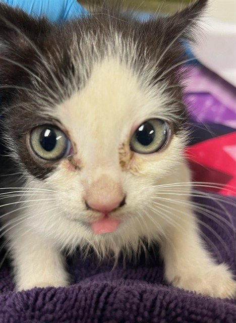 FRIDA - Domestic Short Hair available for adoption