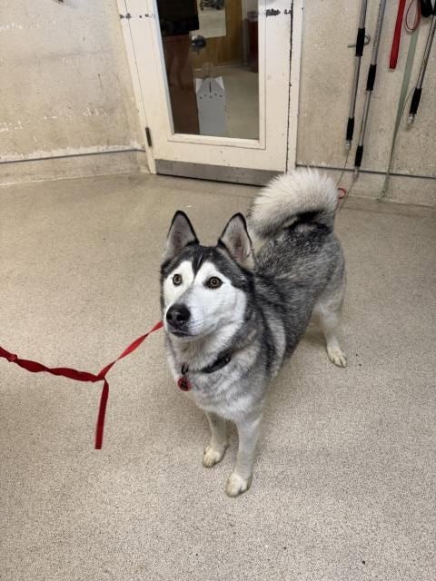 HUNTER - Siberian Husky available for adoption