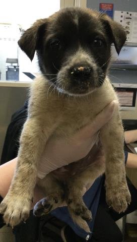 NIALL - Queensland Heeler available for adoption