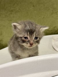 DAISY - Photo 1
