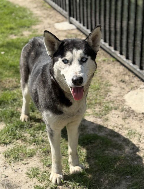 SQUISHY - Siberian Husky available for adoption