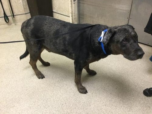 FREDRICKSON - Pit Bull Terrier available for adoption