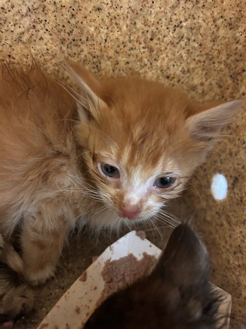 SAM - Domestic Short Hair available for adoption