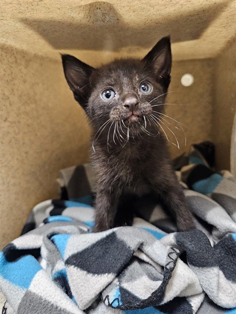 ONYX - Domestic Short Hair available for adoption