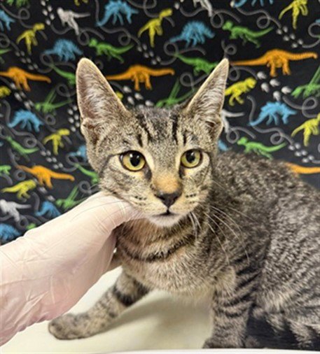 RODGER - Domestic Short Hair available for adoption